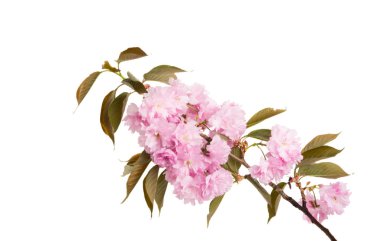 izole sakura çiçek şube