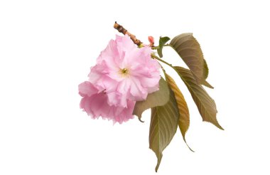 izole sakura çiçek şube