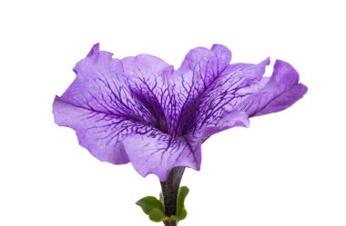 Petunya çiçek izole 