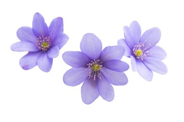 Hepatica Nobilis - ilk Bahar Çiçeği izole 