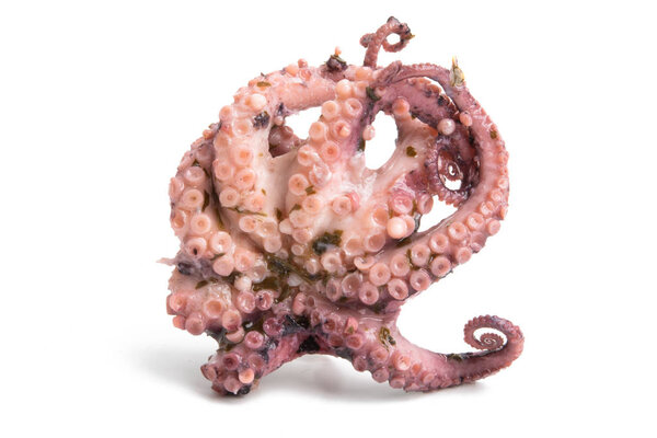 Осьминог изолированный
 