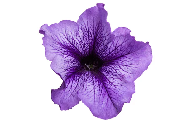 Petunia blomma isolerade — Stockfoto