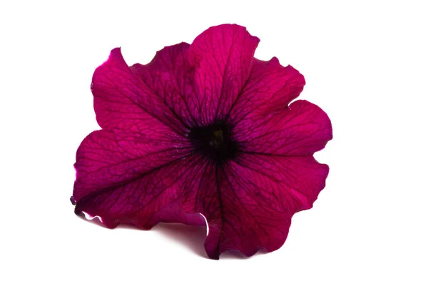 Flor de Petunia aislada —  Fotos de Stock