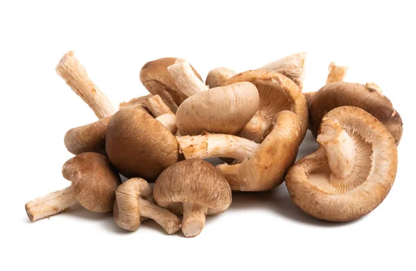 Shiitake mushroom isolated — Stock Photo, Image