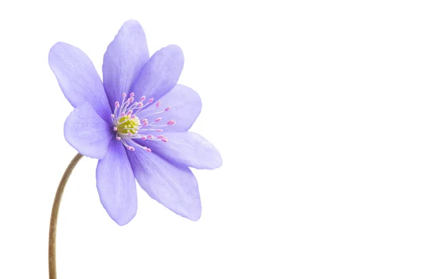 Hepatica Nobilis - primera flor de primavera aislada —  Fotos de Stock