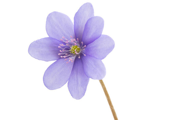 Hepatica Nobilis - первый весенний цветок изолирован
 