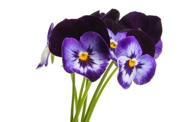 Bouquet of pansies isolated — Stock Photo, Image