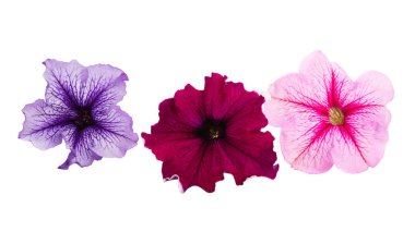Petunya çiçek izole 