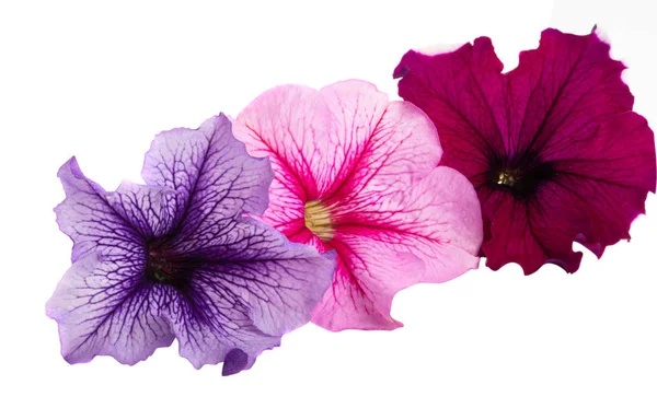 Petunia fleur isolée — Photo