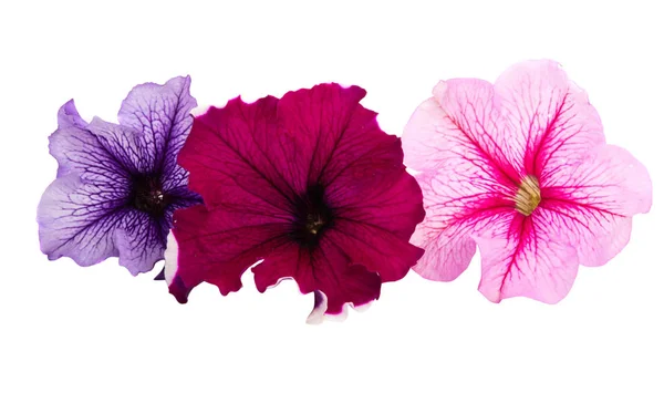 Petunia fiore isolato — Foto Stock