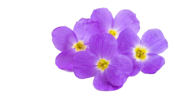 Aubrieta fiore isolato — Foto Stock