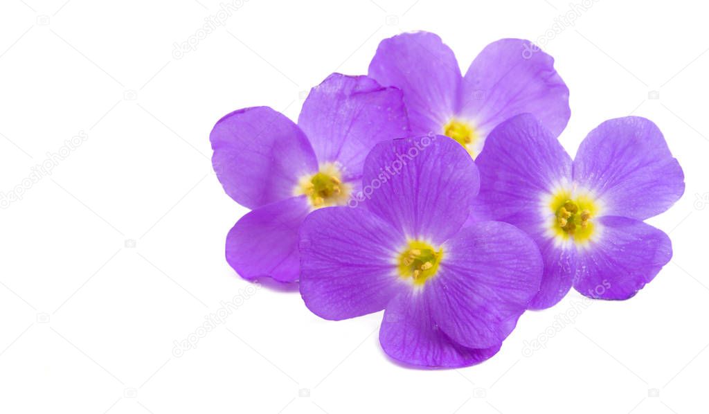 Aubrieta flower isolated 