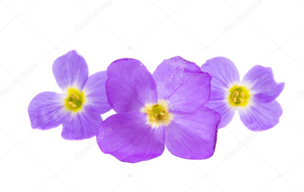 Aubrieta flower isolated 