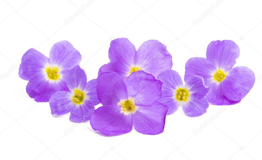 Aubrieta flower isolated 