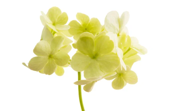 Hydrangea flowers isolated — Stock Photo, Image