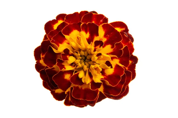 Цветы Мэриголд изолированы — стоковое фото