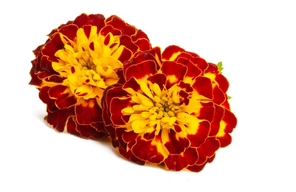 Marigold flowers isolated — Stock Photo, Image