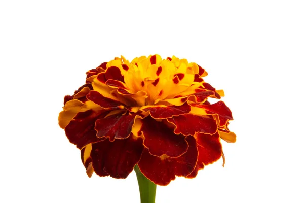 Marigold flowers isolated — Stock Photo, Image