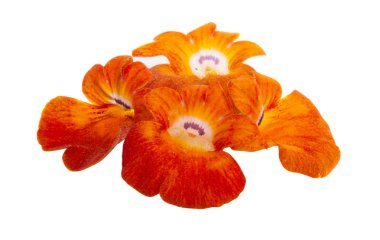 aslanağzı çiçeği izole 