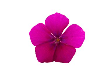 çiçek phlox izole 