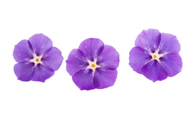çiçek phlox izole 