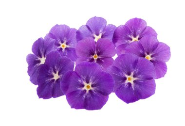 çiçek phlox izole 