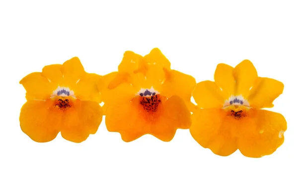 Snapdragon fleur isolée — Photo