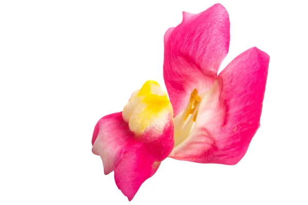 Snapdragon blomma isolerade — Stockfoto