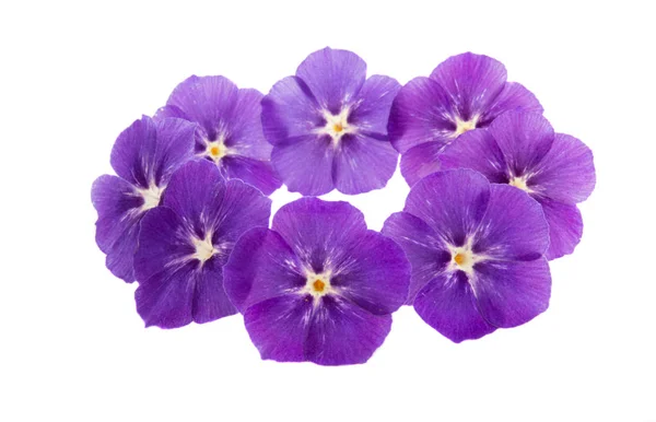 Bloem Phlox geïsoleerd — Stockfoto