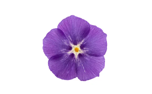 Květinový Phlox izolovaný — Stock fotografie