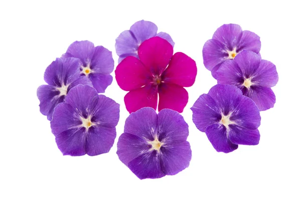 Phlox de fleur isolé — Photo