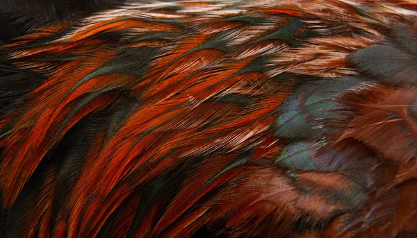 Texture des plumes de bite gros plan — Photo