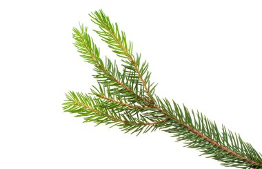 Noel ağacı dalı izole 