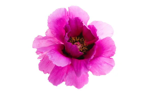 Peony flower isolated — Stock Photo, Image