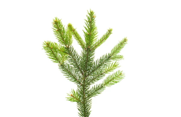 Christmas tree branch isolated — Stock Photo, Image