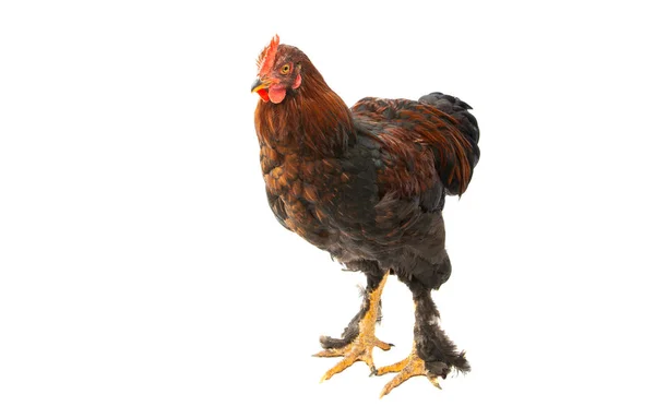 Pollo joven aislado —  Fotos de Stock