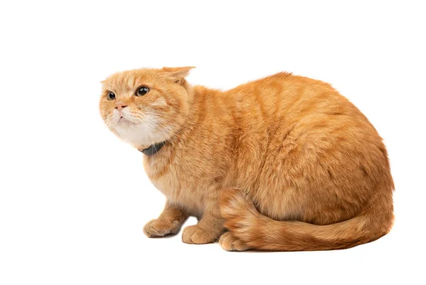 Gember kat geïsoleerd — Stockfoto