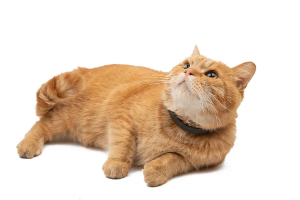 Имбирный кот — стоковое фото