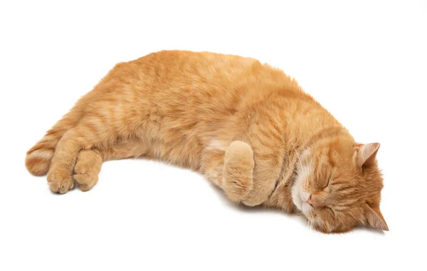 Jengibre gato aislado — Foto de Stock