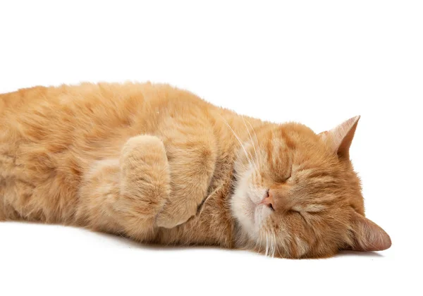 姜猫离体 — 图库照片