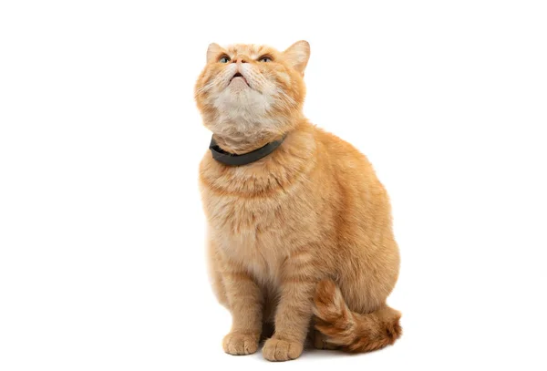 Имбирный кот — стоковое фото