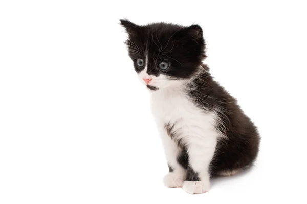 Zwart wit kitten geïsoleerd — Stockfoto