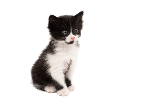 黒い白い子猫孤立 — ストック写真