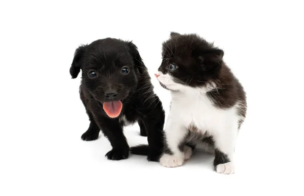 Black white kitten isolated — Stock Photo, Image