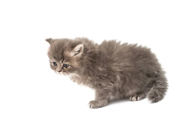 Gatito gris aislado — Foto de Stock