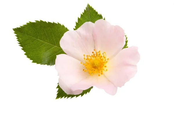 Цветок дикой розы — стоковое фото