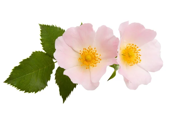 Rosa selvagem flor isolada — Fotografia de Stock