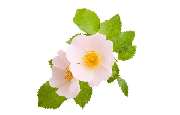 Wild rose flower isolated — Stock Photo, Image