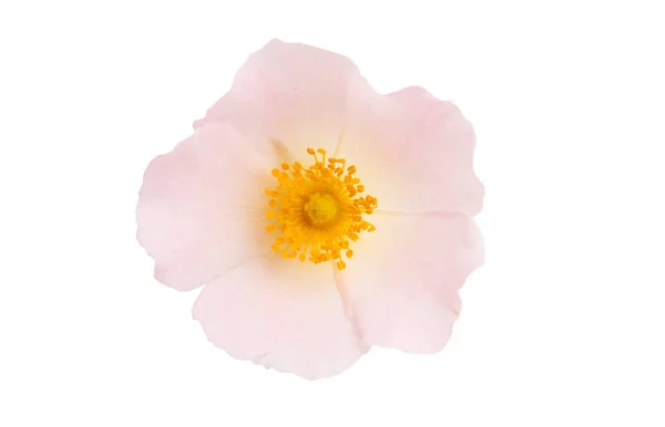 Wild rose flower isolated — Stock Photo, Image