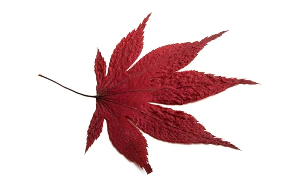 red maple leaf isolated